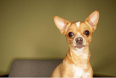 快来《战盟桌面精灵》邂逅你的个性化桌面助手！